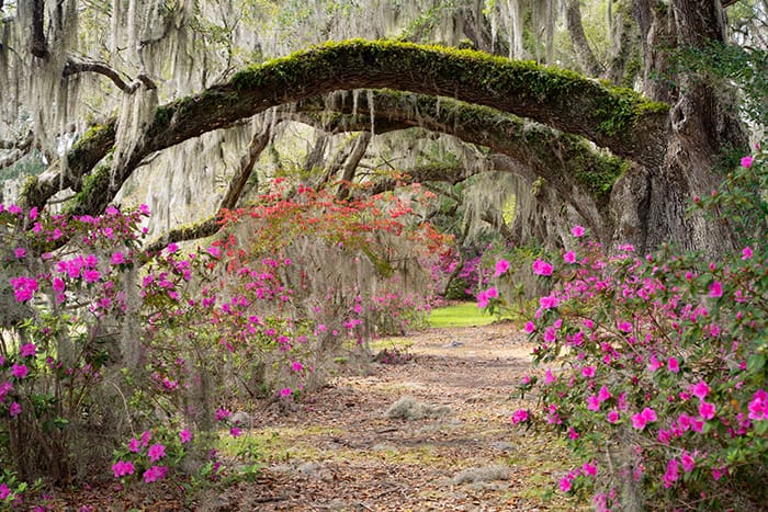 A path winds beneath moss-draped oak branches and vibrant pink azalea bushes in full bloom, creating a colorful, enchanting garden scene reminiscent of landscapes crafted by skilled custom home builders.