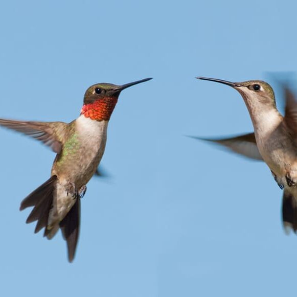 Backyard-Bliss-Lady-Street-Builders Two hummingbirds are hovering in mid-air against a clear blue sky, facing each other with wings blurred from rapid movement—much like custom home builders thoughtfully collaborating on a new custom floor plan, ensuring every detail is perfectly aligned.