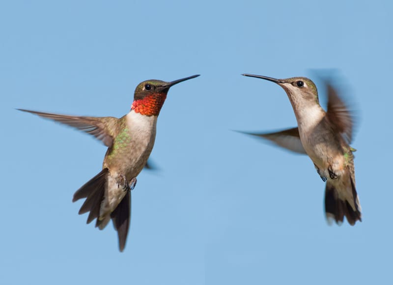 Backyard-Bliss-Lady-Street-Builders Two hummingbirds are hovering in mid-air against a clear blue sky, facing each other with wings blurred from rapid movement—much like custom home builders thoughtfully collaborating on a new custom floor plan, ensuring every detail is perfectly aligned.